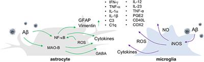 Elucidating the Interactive Roles of Glia in Alzheimer's Disease Using Established and Newly Developed Experimental Models